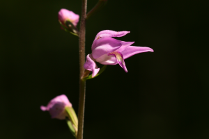 Buławnik czerwony cephalanthera rubra