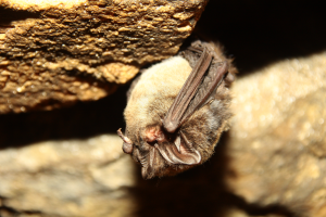 Mopek barbastella barbastellus