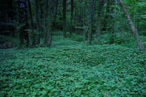 Grąd subkontynentalny tilio cordatae-carpinetum z bluszczem pospolitym pokrywającycym dawne pole g&oacute;rnicze