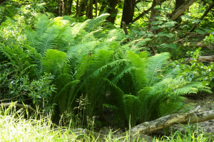 Pi&oacute;ropusznik strusi matteuccia struthiopteris