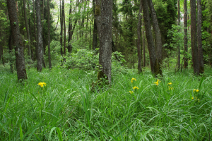 Ols porzeczkowy ribeso nigri-alnetum zajmuje szeroką dolinę strumienia