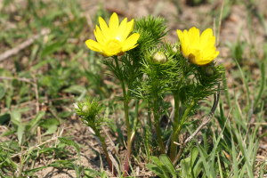 Miłek wiosenny adonis vernalis