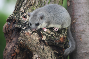 Popielica glis glis