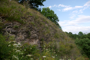 Wychodnie dolomit&oacute;w dewońskich z ciepłolubną roślinnąsią z czosnkiem skalnym allium montanum