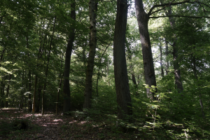 Grąd subkontynentalny tilio cordatae-carpinetum